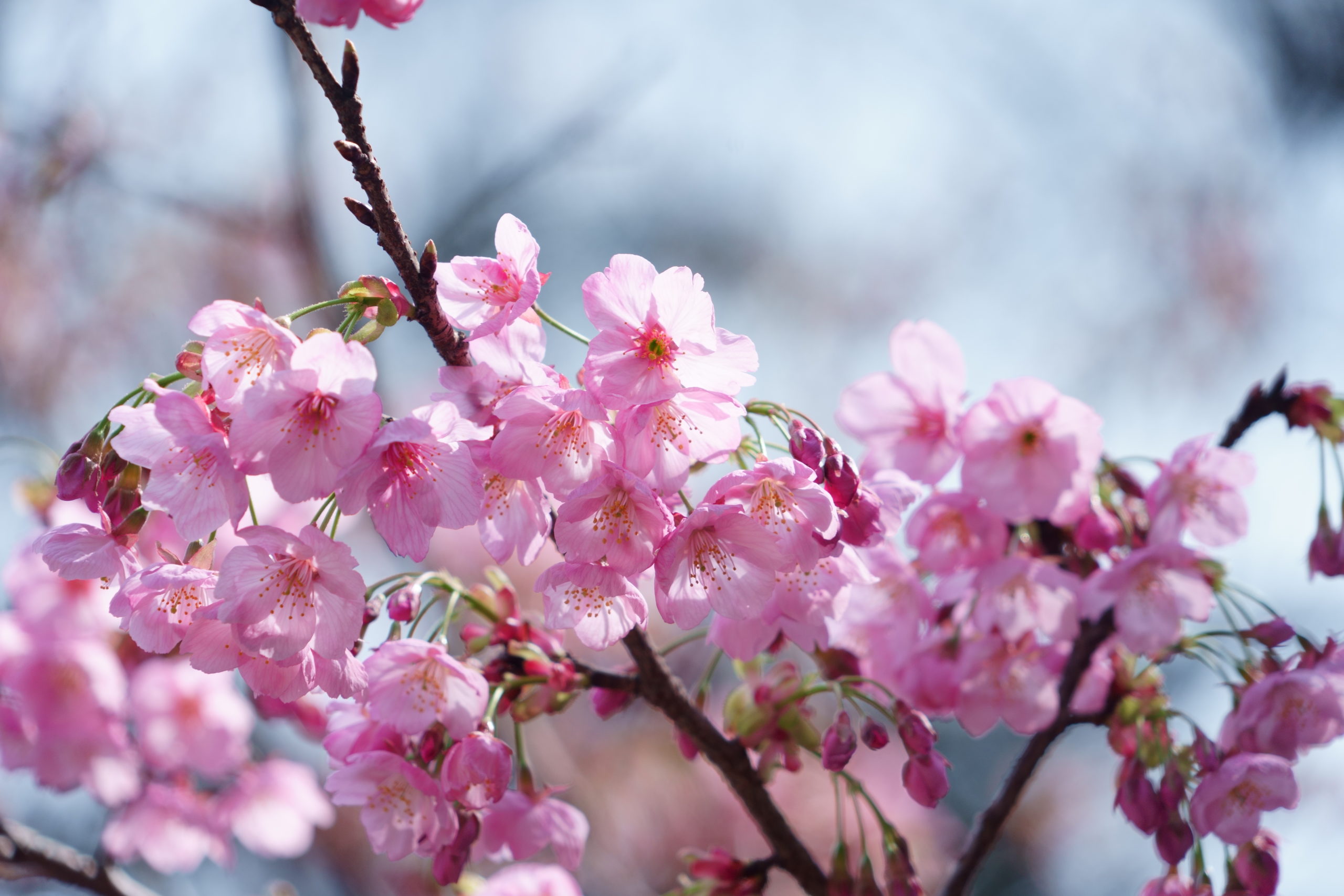 桜2020_2